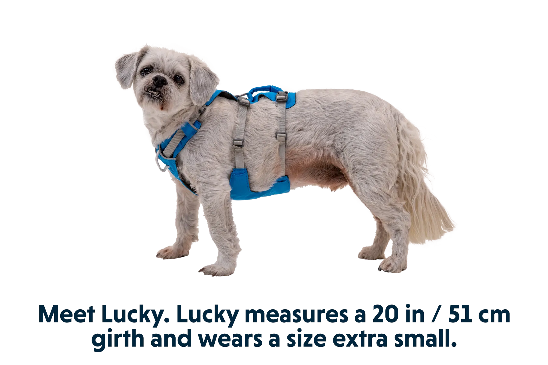 Flagline™ Dog Harness with Handle