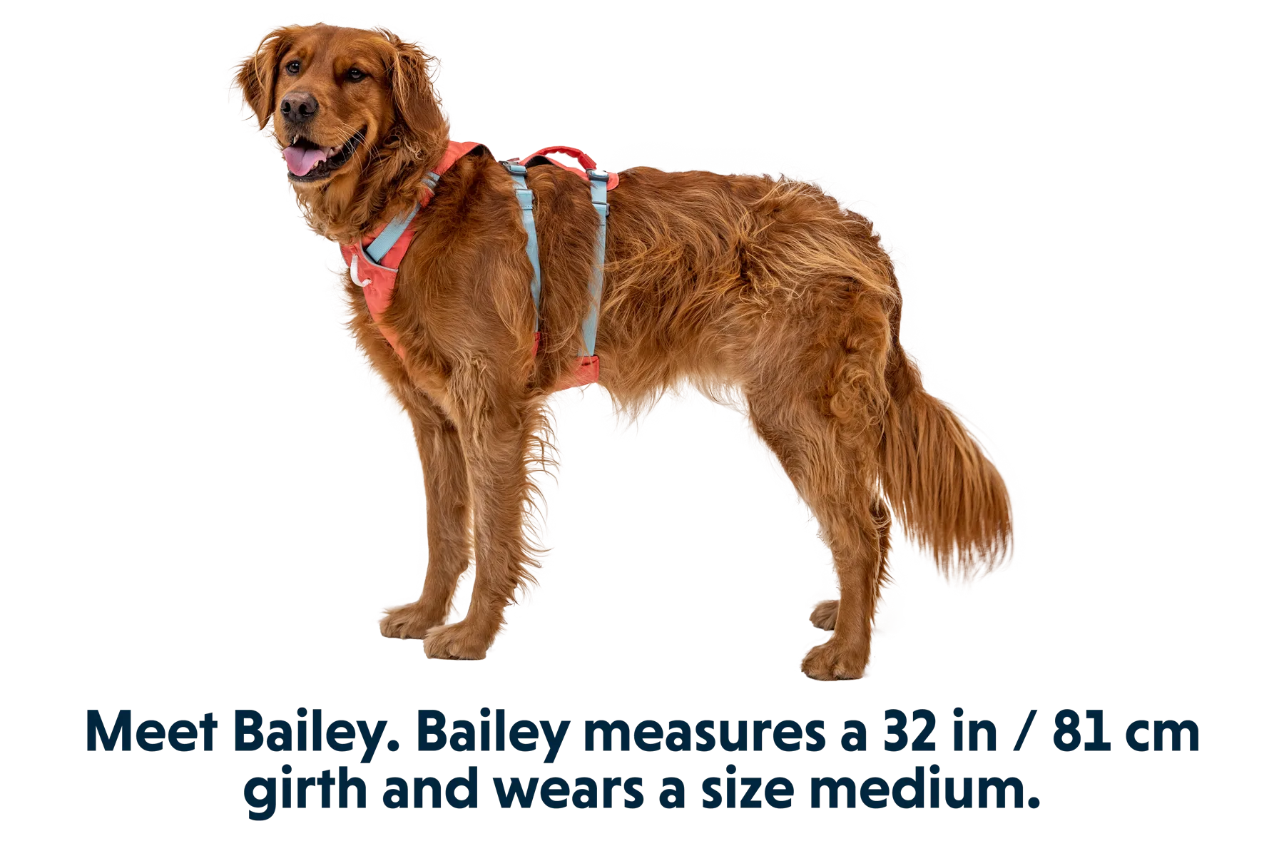 Flagline™ Dog Harness with Handle