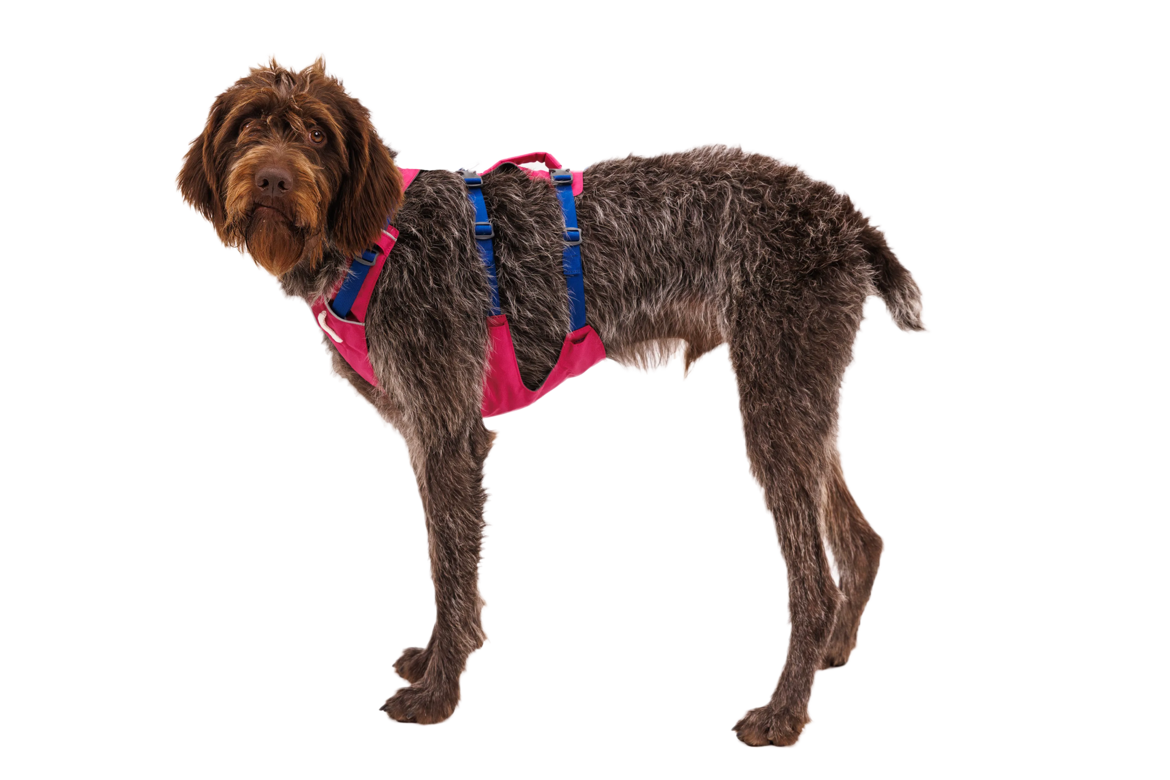 Flagline™ Dog Harness with Handle