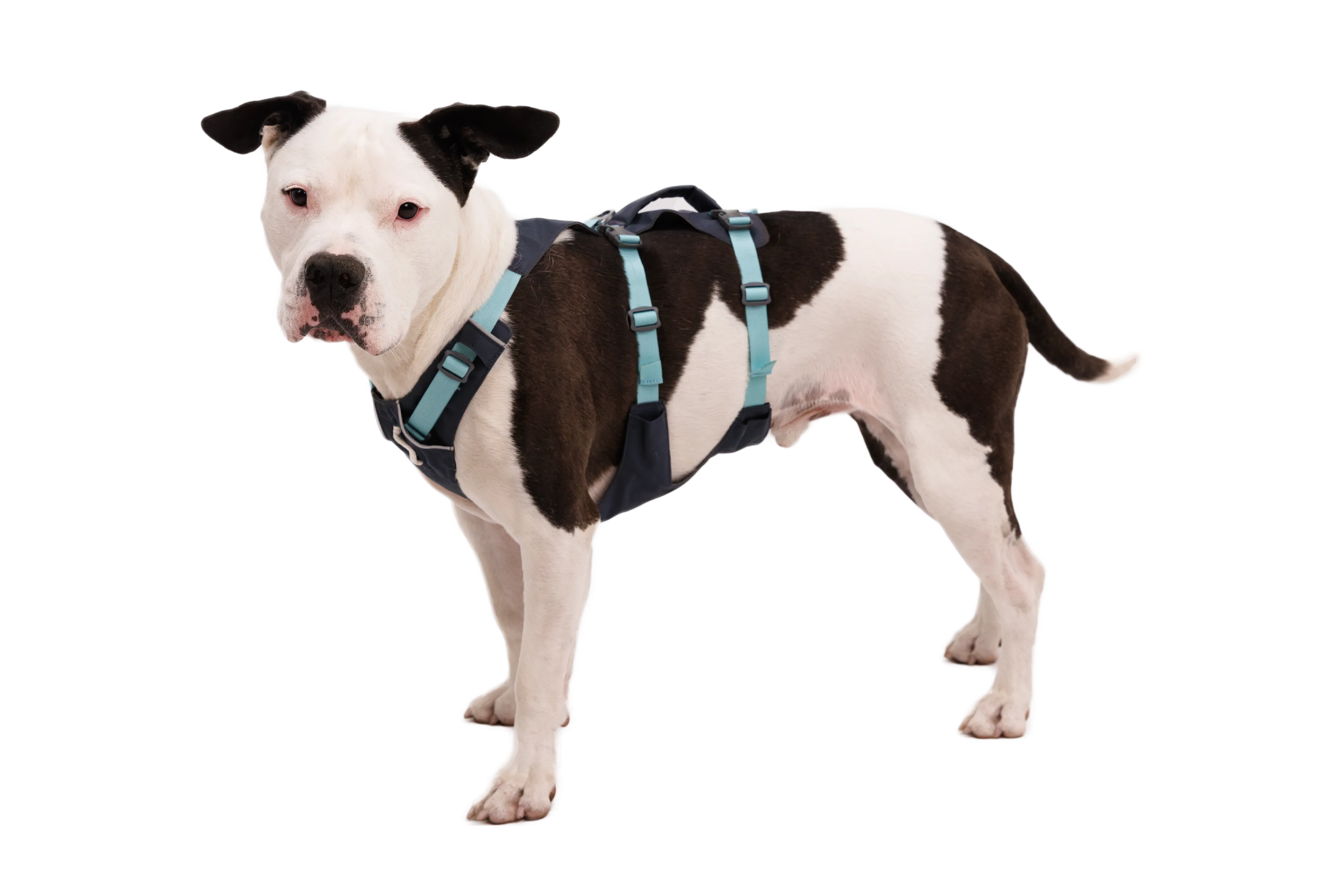 Flagline™ Dog Harness with Handle