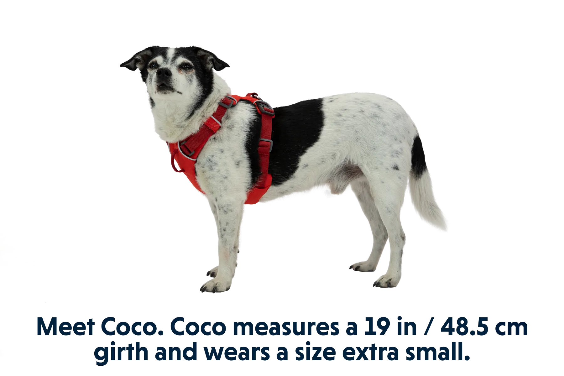 Front Range® Dog Harness