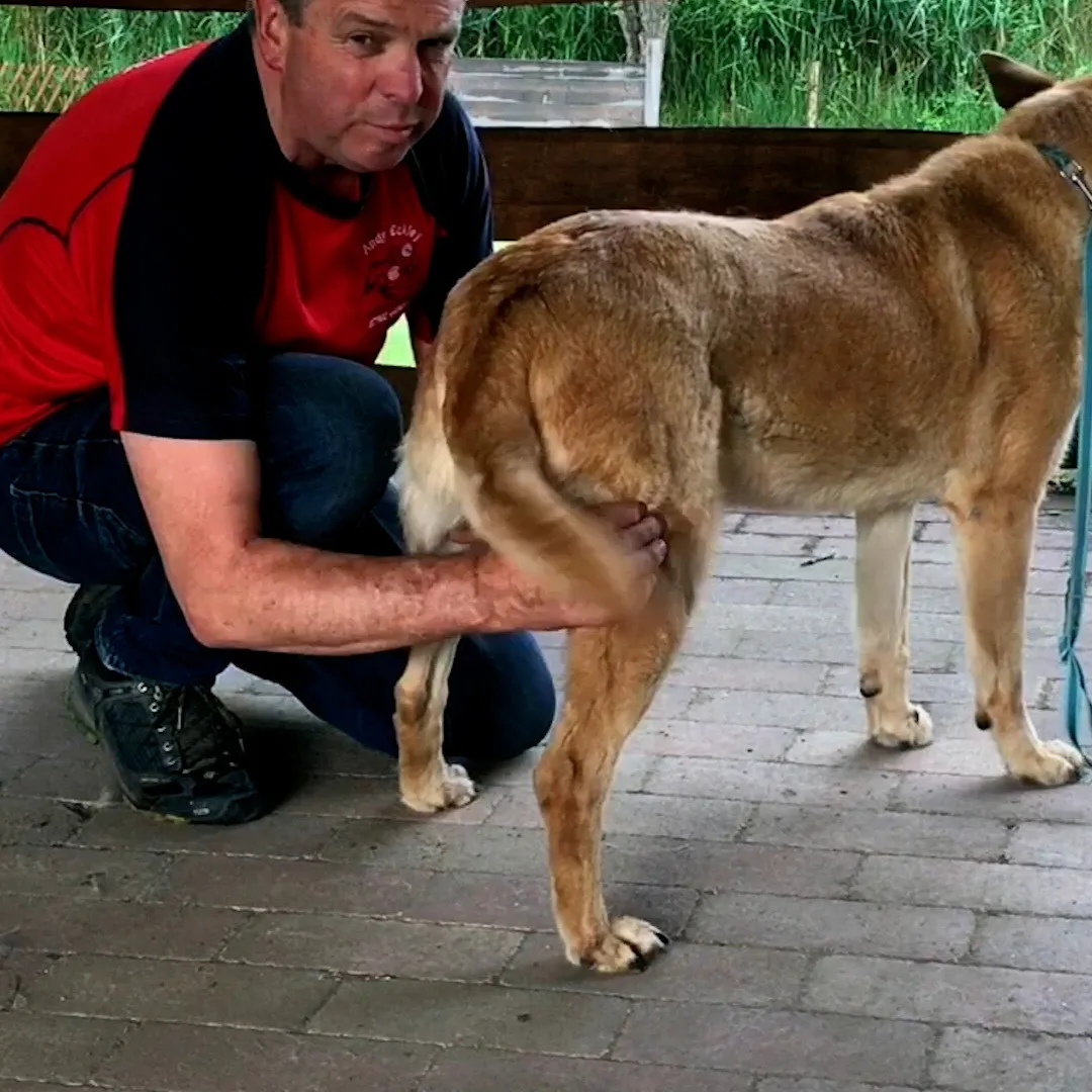 Trigger Point Therapy for Dogs (2.5 hrs)